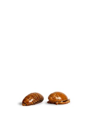 Salt & pepper Bug